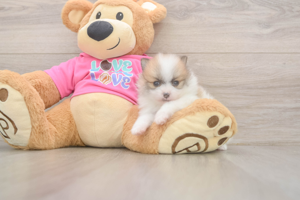 Pomeranian Puppy for Adoption