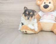 7 week old Pomeranian Puppy For Sale - Premier Pups