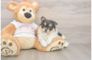 Pomeranian Pup Being Cute