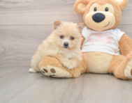 6 week old Pomeranian Puppy For Sale - Premier Pups