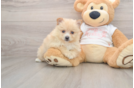 Pomeranian Pup Being Cute