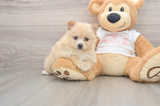 Pomeranian Pup Being Cute