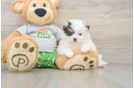 Pomeranian Pup Being Cute