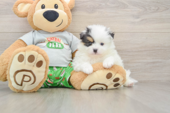 Pomeranian Pup Being Cute