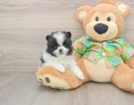 9 week old Pomeranian Puppy For Sale - Premier Pups