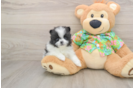 Little Pomeranian Baby