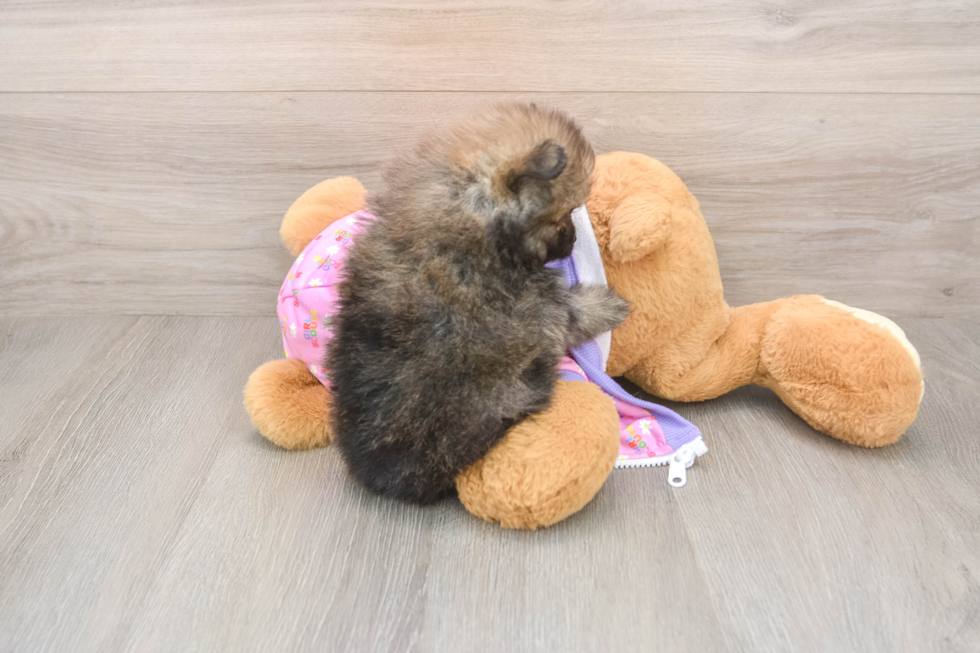 Sweet Pom Pom Purebred Puppy