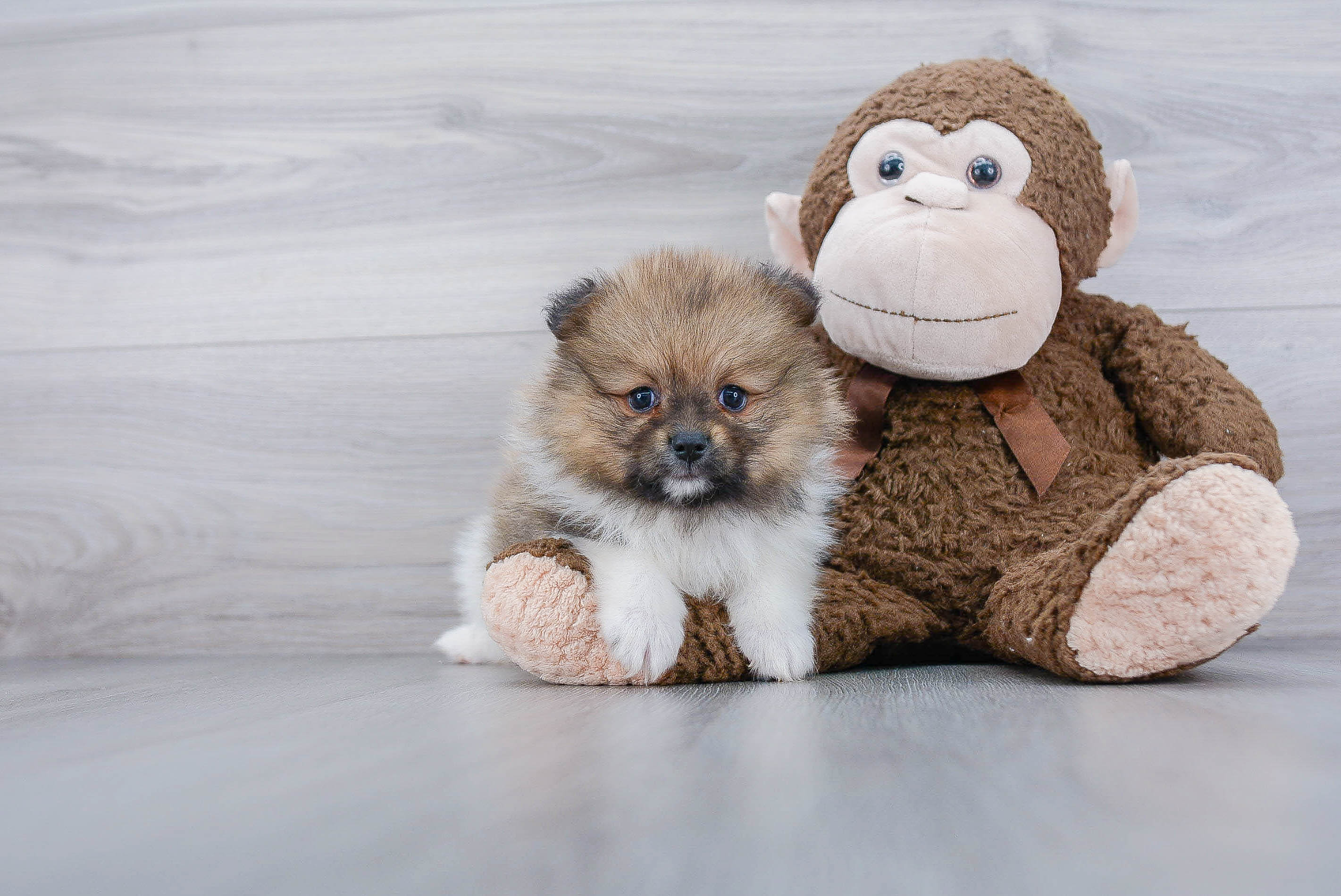 Funny Pomeranian Purebred Pup