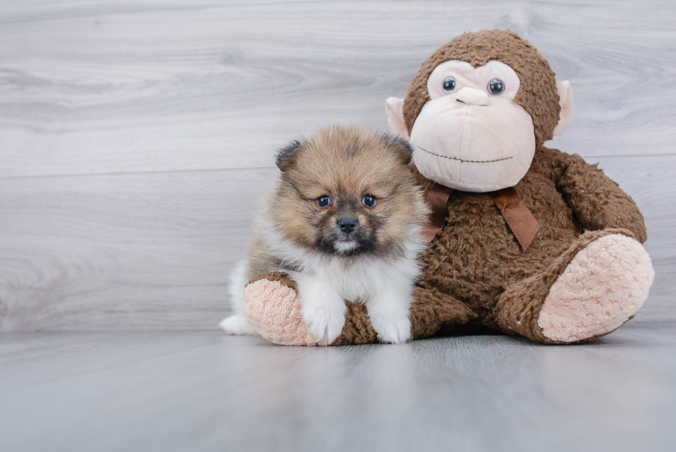 Funny Pomeranian Purebred Pup