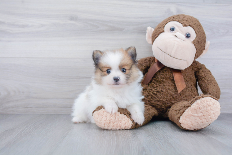 Pomeranian Pup Being Cute