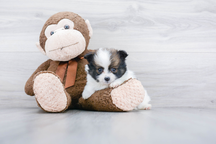 Smart Pomeranian Purebred Puppy