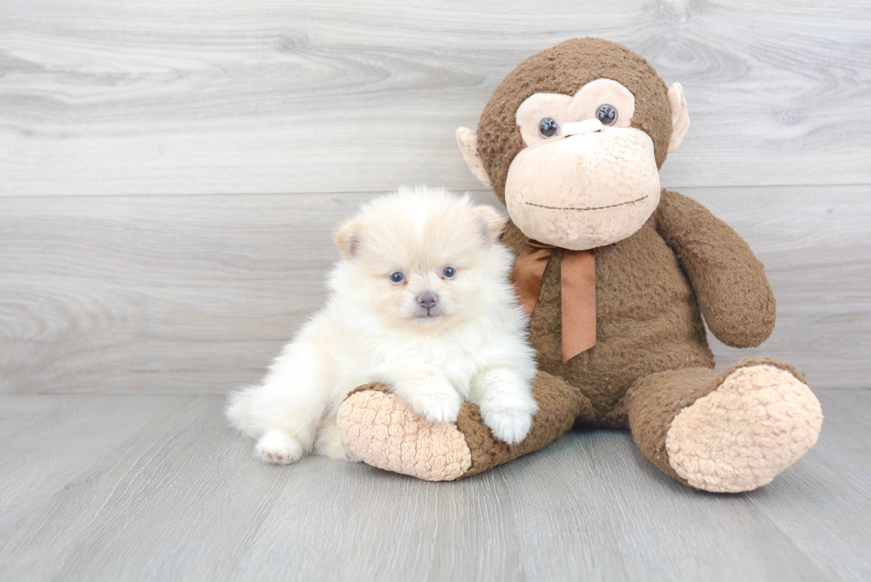 Sweet Pomeranian Purebred Puppy