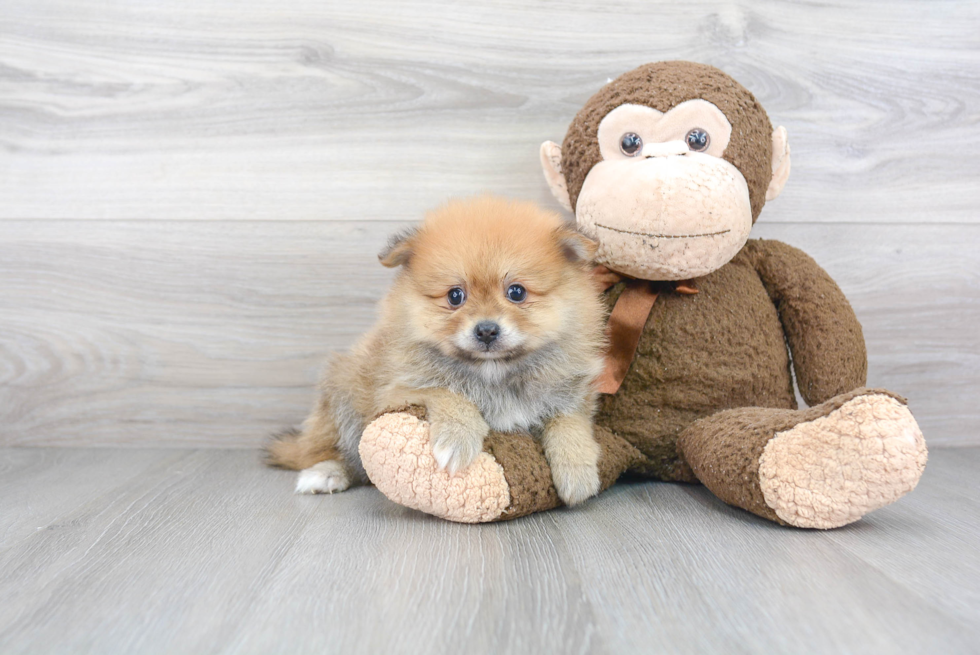 Funny Pomeranian Purebred Pup