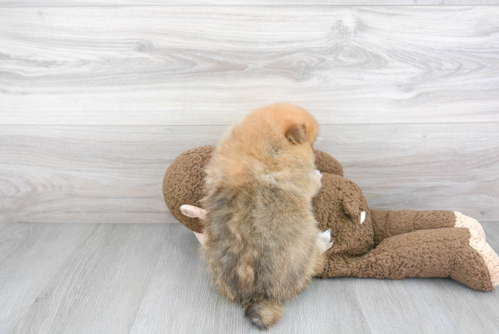 Pomeranian Puppy for Adoption