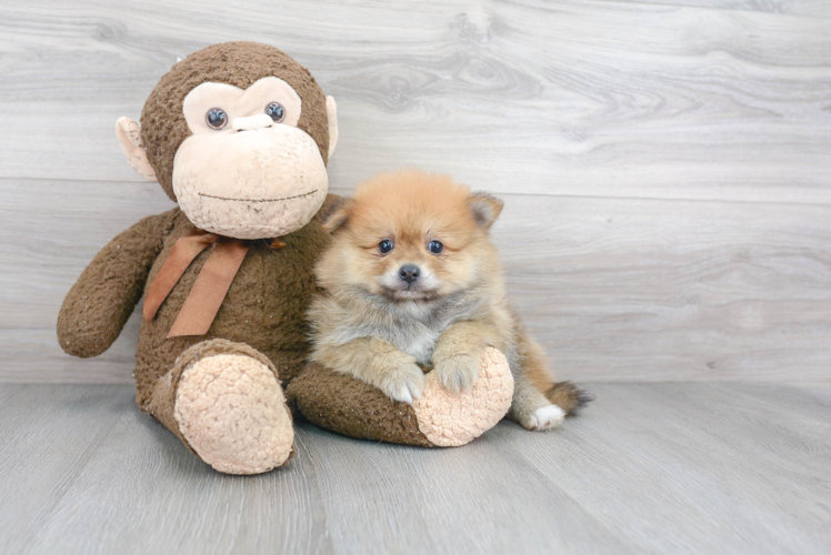 Best Pomeranian Baby