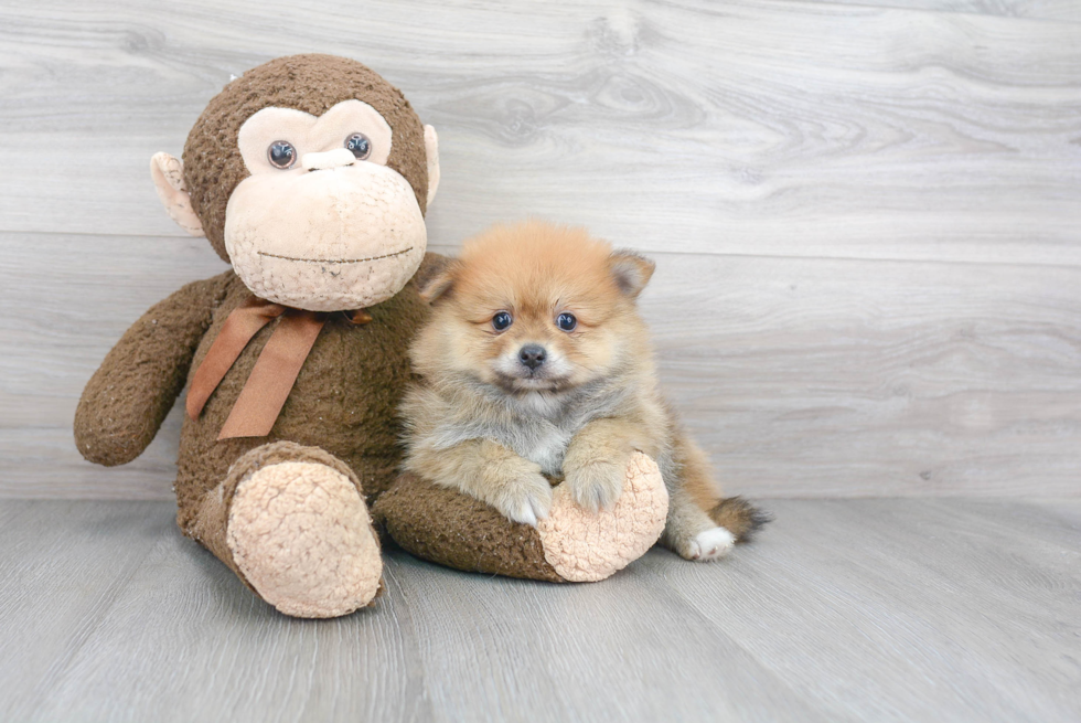 Best Pomeranian Baby