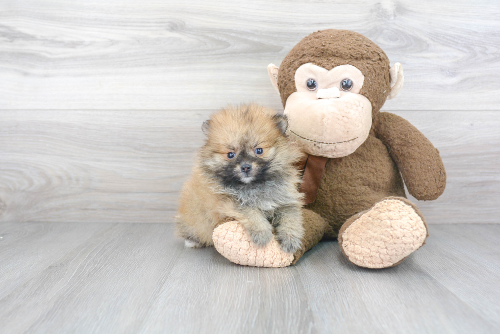 Pomeranian Puppy for Adoption