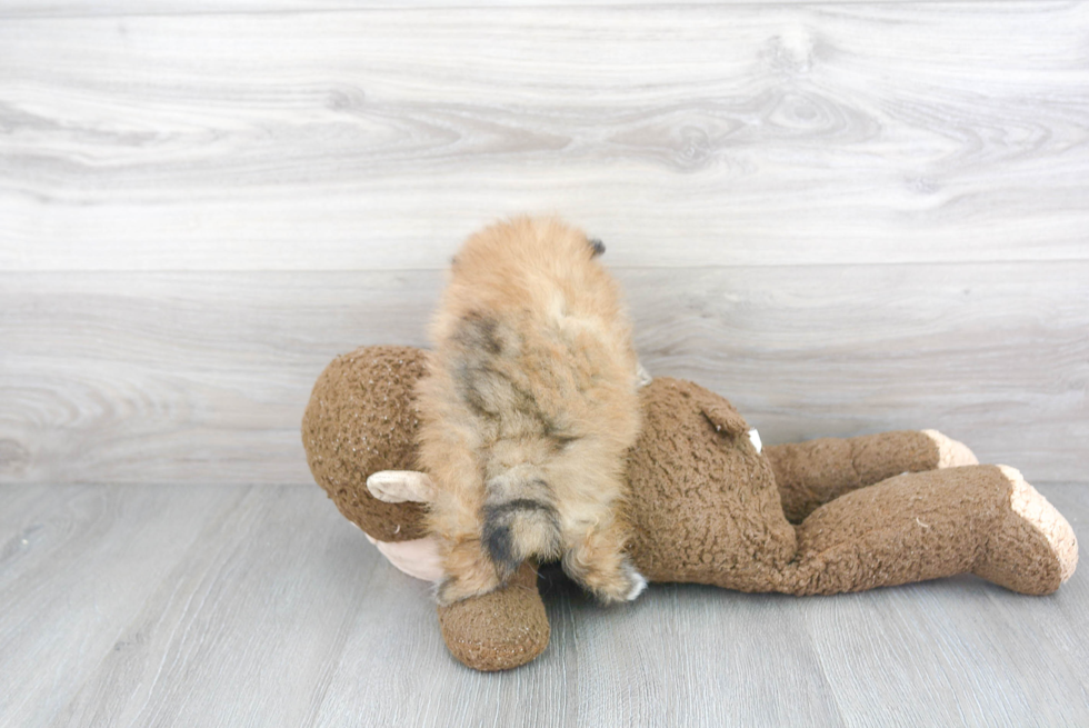 Playful Pomeranian Baby