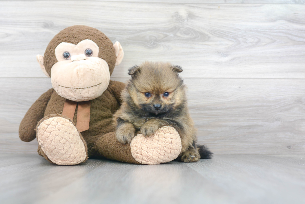 Energetic Pomeranian Purebred Puppy