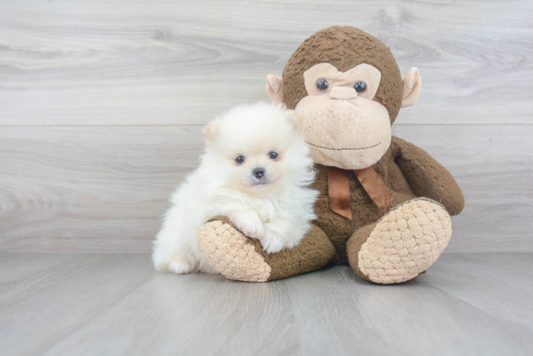 Happy Pomeranian Purebred Puppy