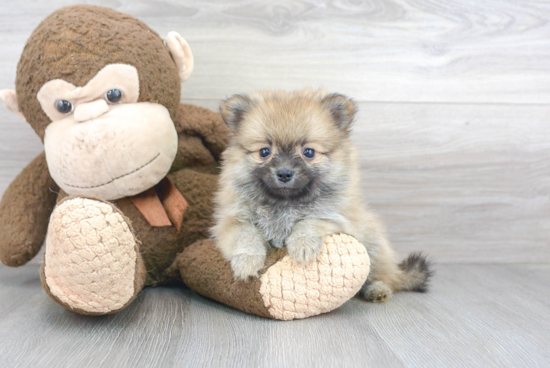 Pomeranian Puppy for Adoption