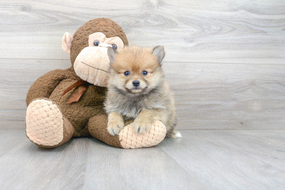 Adorable Pomeranian Purebred Puppy