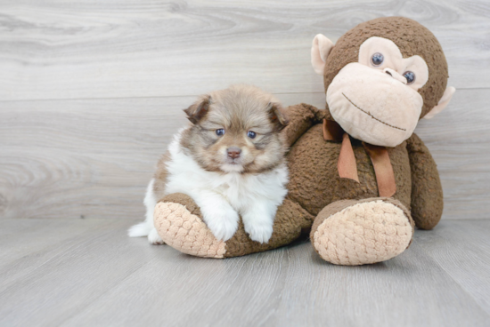 Fluffy Pomeranian Purebred Puppy