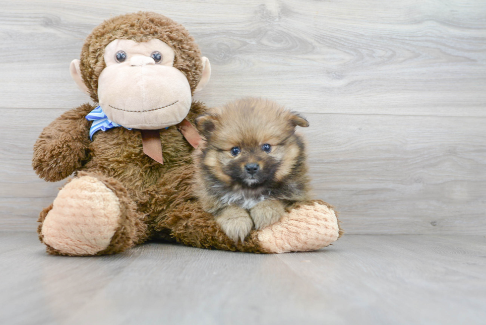 Small Pomeranian Purebred Pup