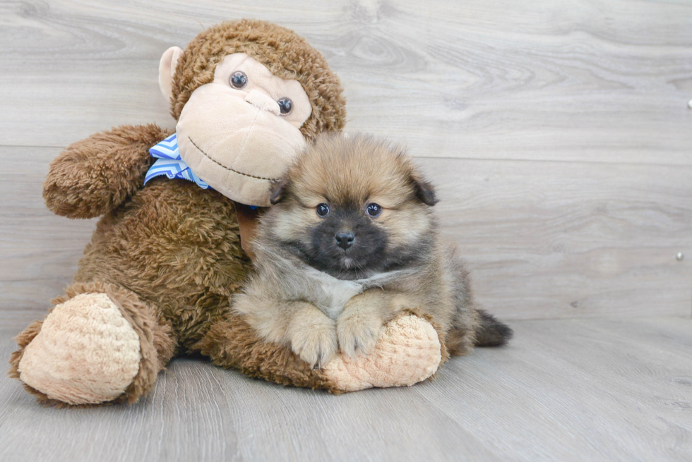 Pomeranian Pup Being Cute