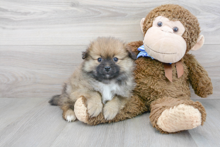 Pomeranian Puppy for Adoption