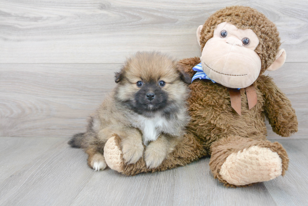 Pomeranian Puppy for Adoption