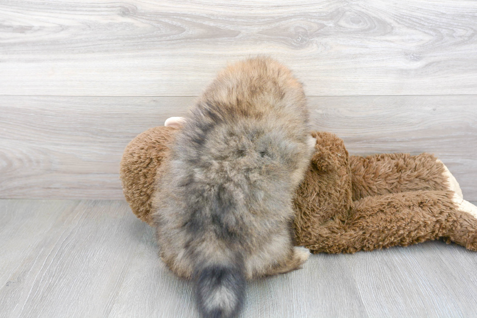 Best Pomeranian Baby