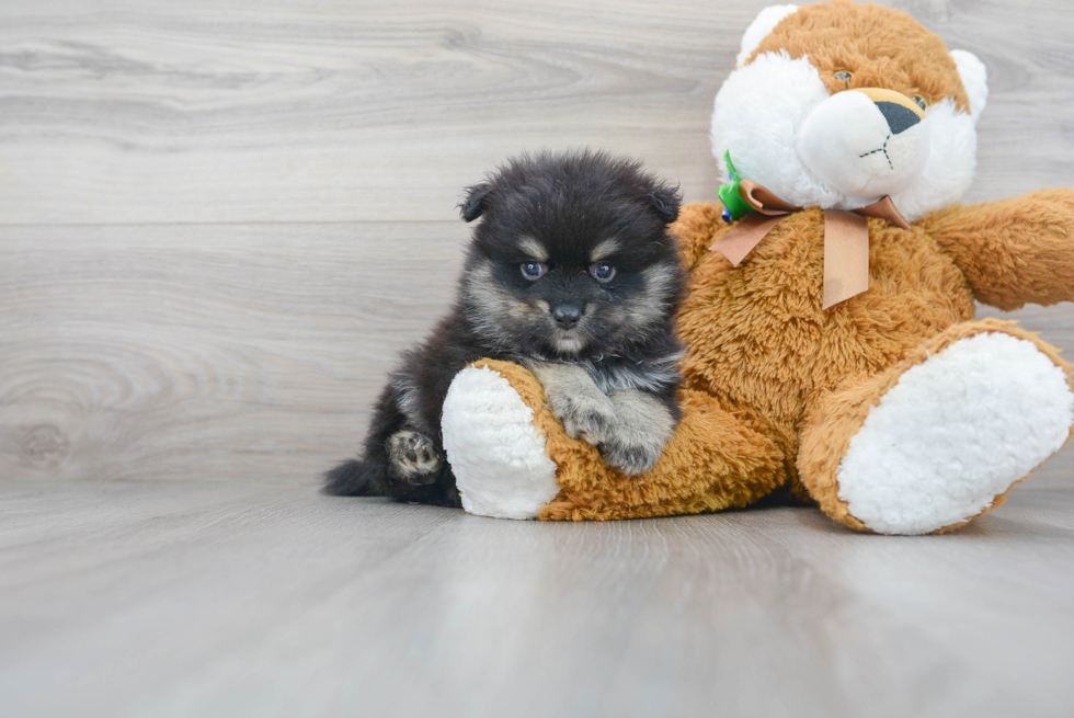 Fluffy Pomeranian Purebred Puppy