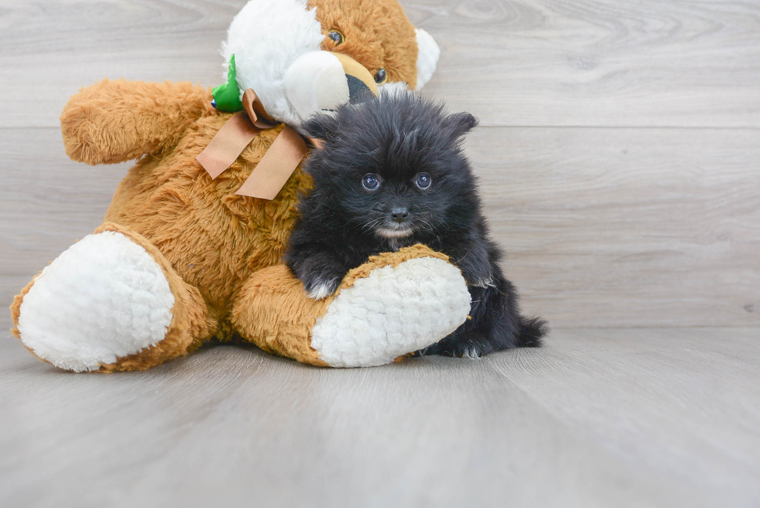 Pomeranian Pup Being Cute