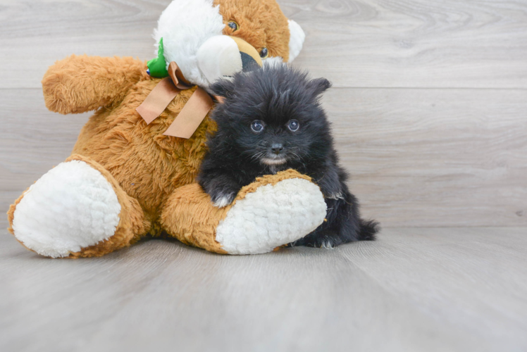 Pomeranian Pup Being Cute