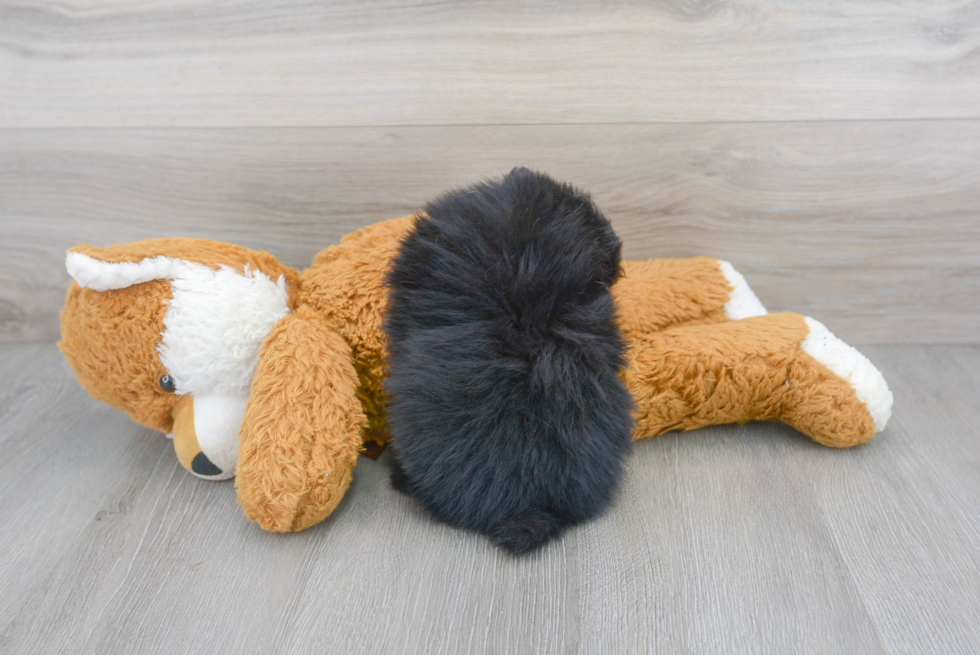Best Pomeranian Baby