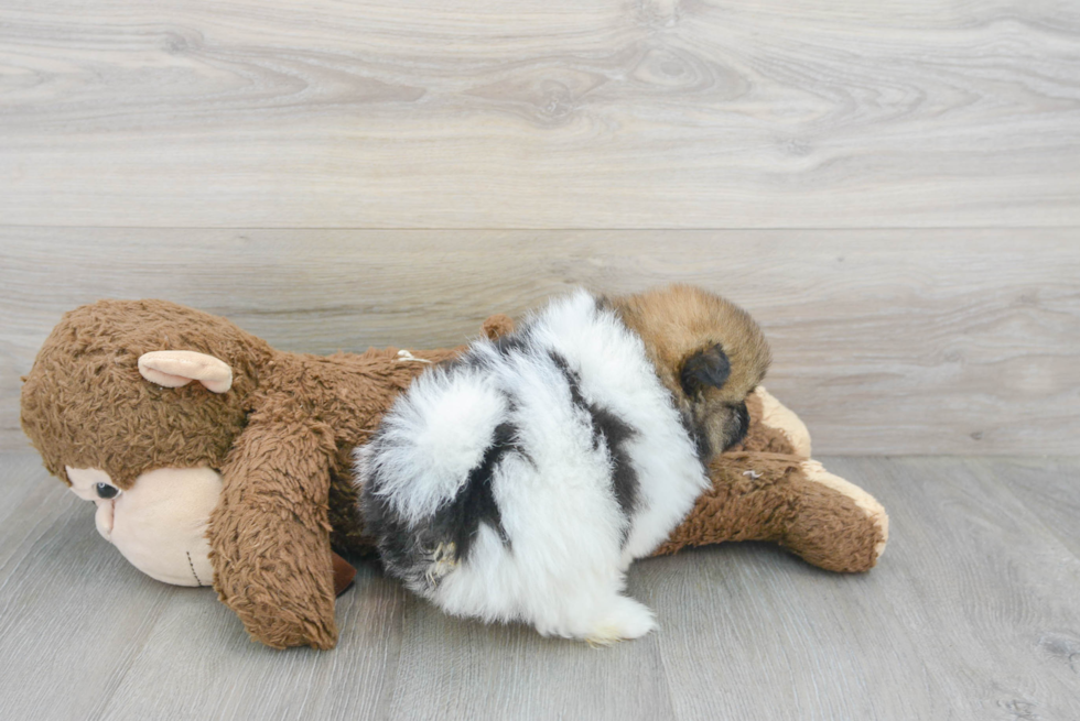 Fluffy Pomeranian Purebred Puppy