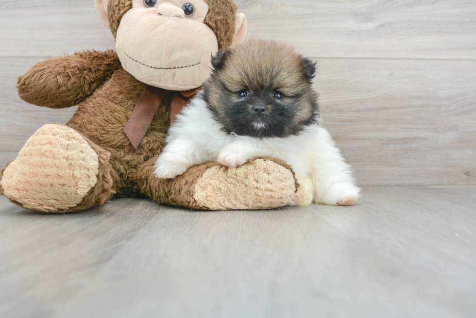 Sweet Pomeranian Purebred Puppy