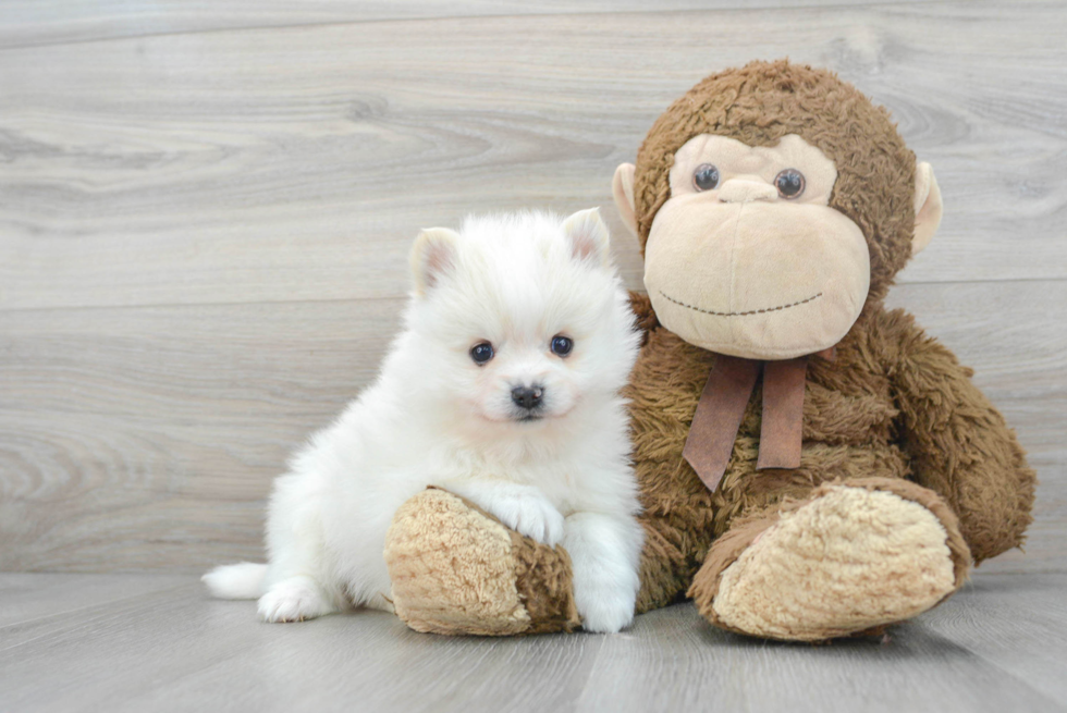 Pomeranian Pup Being Cute