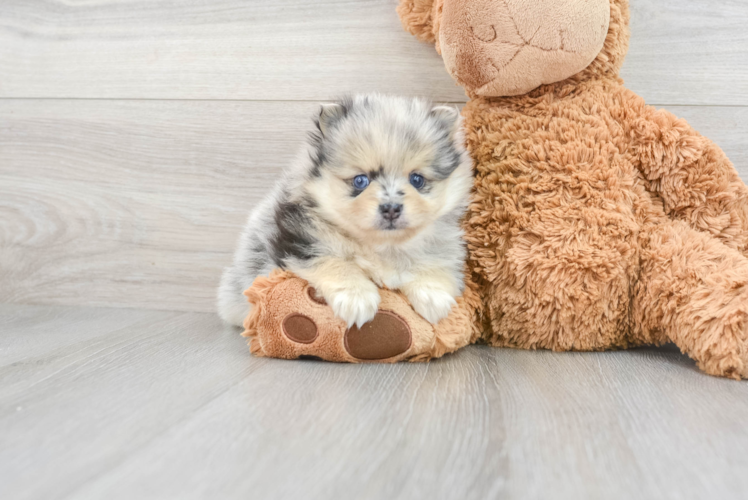 Popular Pomeranian Purebred Pup