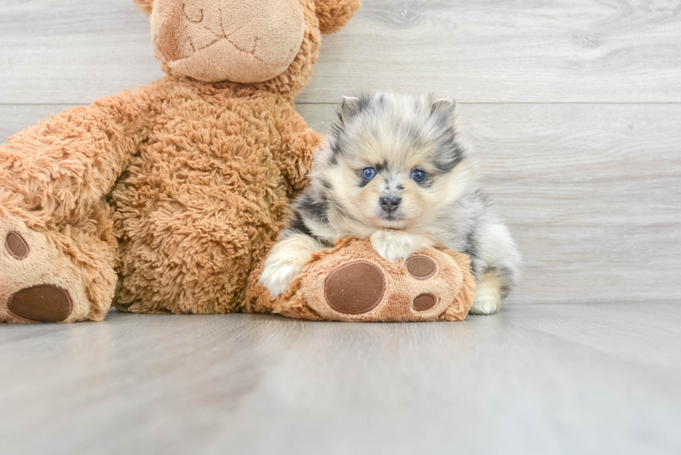 Sweet Pomeranian Purebred Puppy