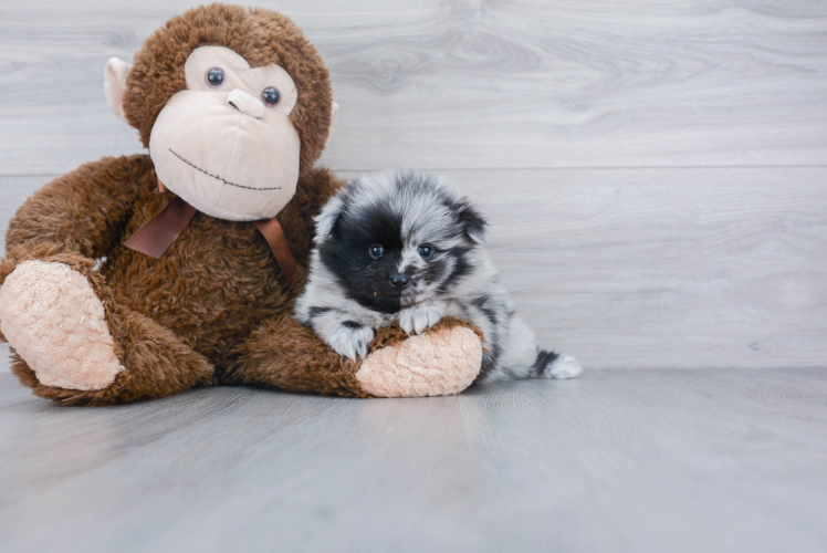 Hypoallergenic Pomeranian Purebred Pup