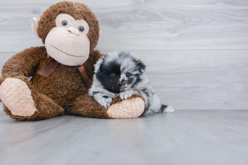 Hypoallergenic Pomeranian Purebred Pup