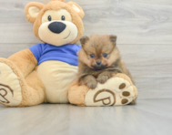 6 week old Pomeranian Puppy For Sale - Premier Pups