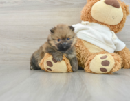 6 week old Pomeranian Puppy For Sale - Premier Pups