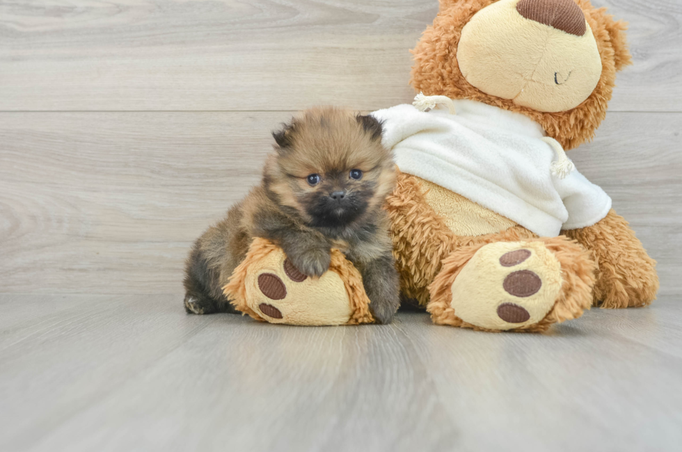 6 week old Pomeranian Puppy For Sale - Premier Pups