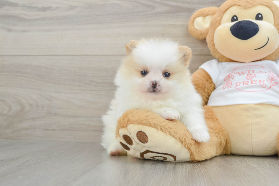 Friendly Pomeranian Baby