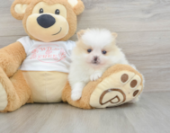 5 week old Pomeranian Puppy For Sale - Premier Pups