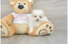 Pomeranian Pup Being Cute