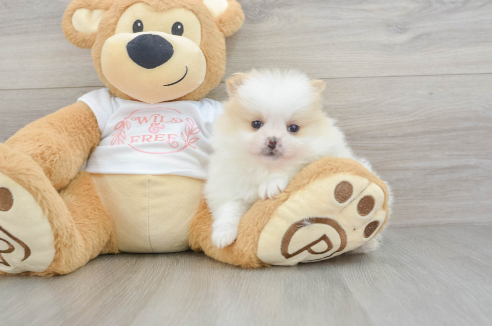 5 week old Pomeranian Puppy For Sale - Premier Pups